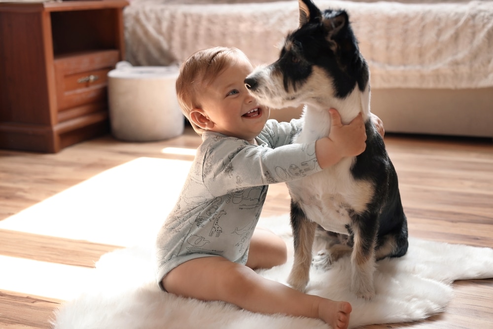 Pet